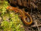 Long-tailed salamander, Pennsylvania, Usa. Art Print